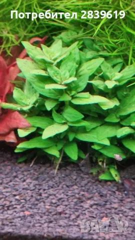 Аквариумни растения , снимка 4 - Други - 48767245