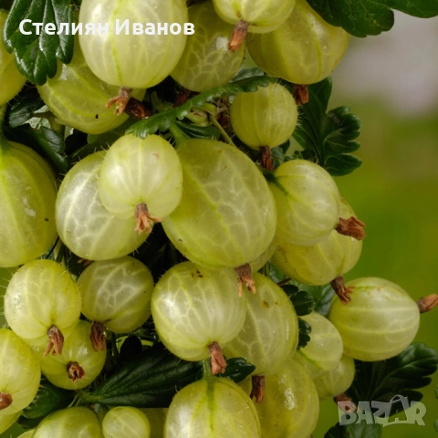 Цариградско грозде (Ribes uva-crispa) - бяло