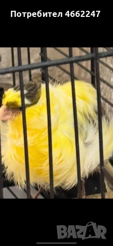 Канарчета порода “Подовано”, снимка 5 - Канари - 52884916