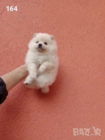 Бяло женско Померанче. Снимки от днес!, снимка 3 - Померан - 53518274