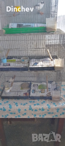 Продавам чифтове канарчета Орфей таз годишни, снимка 1