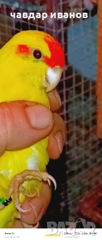 вълнисти папагали, какарики , снимка 4 - Папагали - 52411146