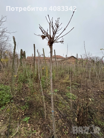 Кълбовиден Явор, снимка 3 - Градински цветя и растения - 52638133