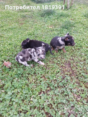 Пинчер мерле, снимка 8 - Пинчер - 53223710