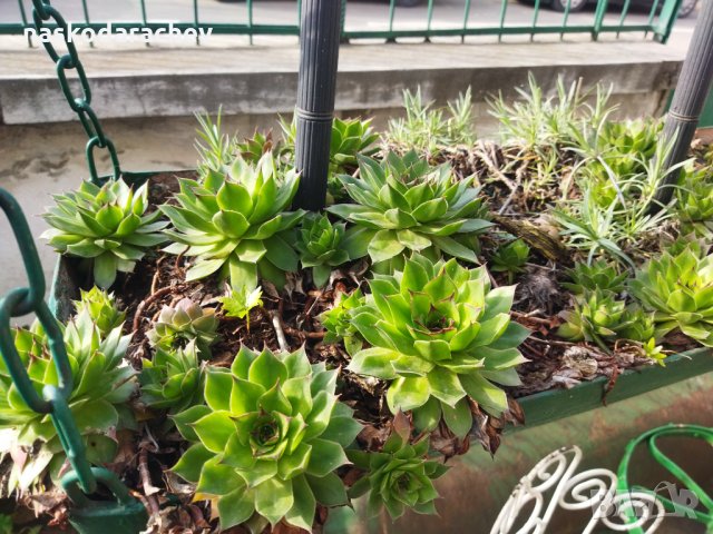 Делелец, африканска роза