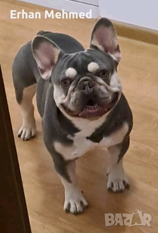 Френски булдог , снимка 2 - Френски булдог - 52771158