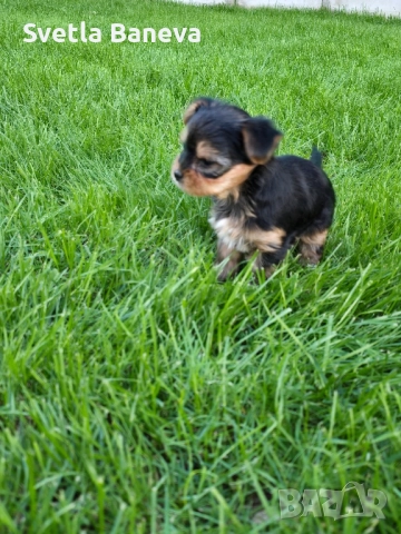 мини йоркширски териер, снимка 6 - Йоркширски териер - 51799710