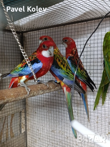 Коледна промоция на папагали , снимка 9 - Папагали - 52658145