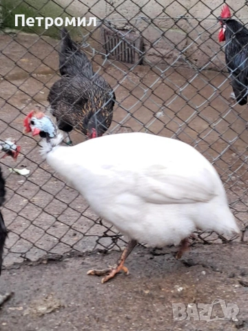 Мъжка токачка