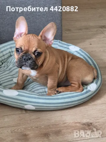 френско будоче, снимка 1