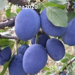 МИНИ Плодни дръвчета-Перфектни за малка градина или вътрешен двор / тераса., снимка 5 - Градински цветя и растения - 27247024