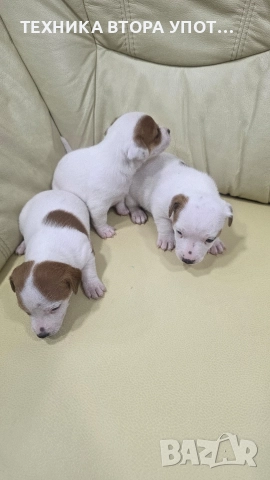 джак ръсел териер 3 броя женски, снимка 3 - Джак ръсел териер - 52885801