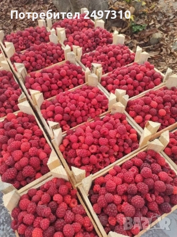 Продавам разсад малини , снимка 5 - Разсади - 52380247