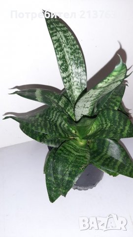 САНСИВИЕРА 