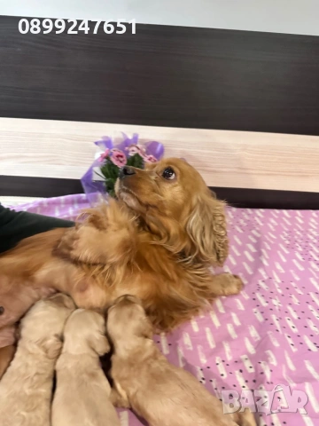 Кокер шпаньолчета , снимка 3 - Кокер шпаньол - 53130857