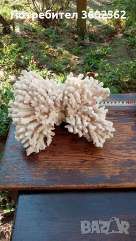 Средиземноморски Бял Корал