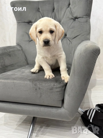 Чистокръвни Лабрадор Ретривар:, снимка 5 - Лабрадор ретривър - 53566617