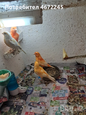 Канарчета, снимка 7 - Канари - 52696895