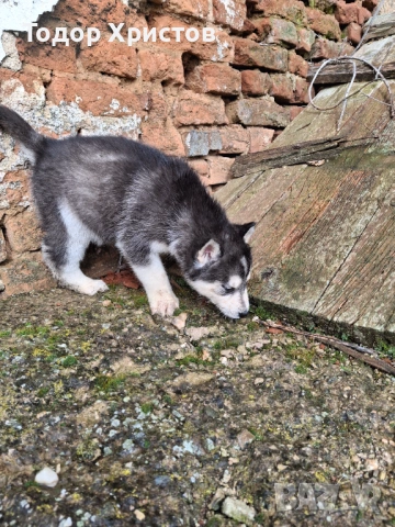 Продаватсе, снимка 4 - Хъски - 53504888