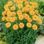 💛🧡💛 Кореопсис /Coreopsis/ 💛🧡💛, снимка 9