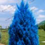 100 бр. семена кипарис синя елха бор сини иглолистни кипарисови дървета бонсай екзотични за градина , снимка 7