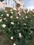 Градински храстовидни рози ,ароматни, снимка 9