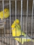 Продавам цветни канари, снимка 11