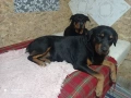 Rotwailer Kuceta Mijko i Jesnko , снимка 1