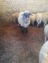 Черноглав голям коч и младо кочле за разплод , снимка 1 - Овце - 41754007