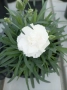 Бял карамфил – Dianthus, снимка 1