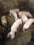 Продавам малки прасенца, снимка 3