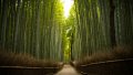 Висококачествени семена от гигантски бамбук Moso Bambo градински декоративни растения декорация за г, снимка 1 - Сортови семена и луковици - 37774141