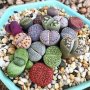 Lithops flores Living Stones Succulen - Живи камъчета сукуленд - Пакет х 25 броя семена, Цена: 6.89, снимка 1 - Сортови семена и луковици - 29067956
