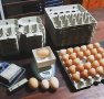 разплодни/оплодени яйца от Ломан Браун носачки , снимка 7