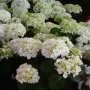 Хортензия Мадам Емили Мулиер, Hydrangea mac.Madame Emile Mouillere за сянка!!!, снимка 3
