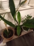 Алое,фикус,замиокулкас, драцена и др, снимка 6