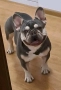 Френски булдог , снимка 2