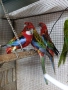 Коледна промоция на папагали , снимка 9