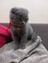 Шотландски клепоухи котета - бебета на 2 месеца, снимка 1 - Британска късокосместа - 34775322