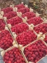 Продавам разсад малини , снимка 5