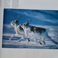 National Geographic 100-те най-добри снимки на животн, снимка 2 - Списания и комикси - 37161902