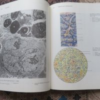 Atlas de las Estructuras Microscopicas y Ultramicroscopicas de las Celulas, Tejidos y Organos, снимка 5 - Специализирана литература - 40531252