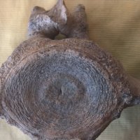 Фосил, прешлен от праисторически кит, снимка 9 - Други ценни предмети - 43285802