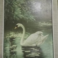 Продавам картина Лебед, снимка 4 - Картини - 27781679