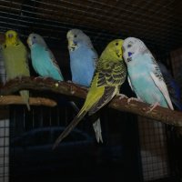 Различни видове Папагали , снимка 14 - Папагали - 43486305