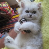 Котки Чинчила * Chinchilla Cats, безплатно посещение!, снимка 6 - Чинчили - 36915177