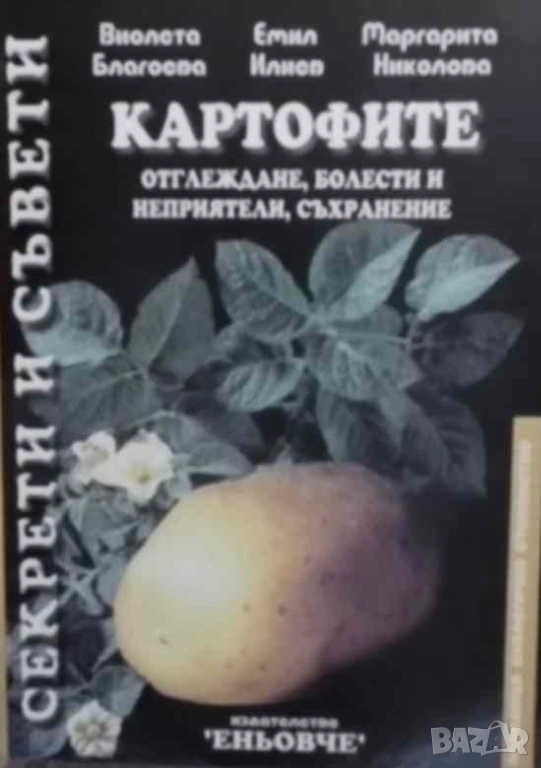 Картофите Отглеждане, болести и неприятели, съхранение, снимка 1