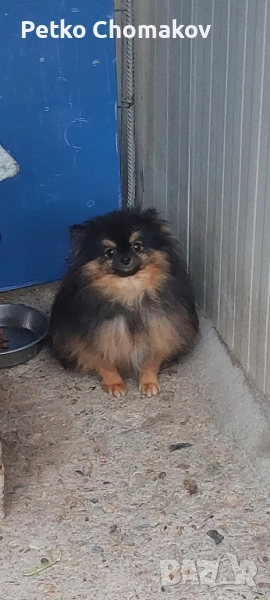померан, снимка 1