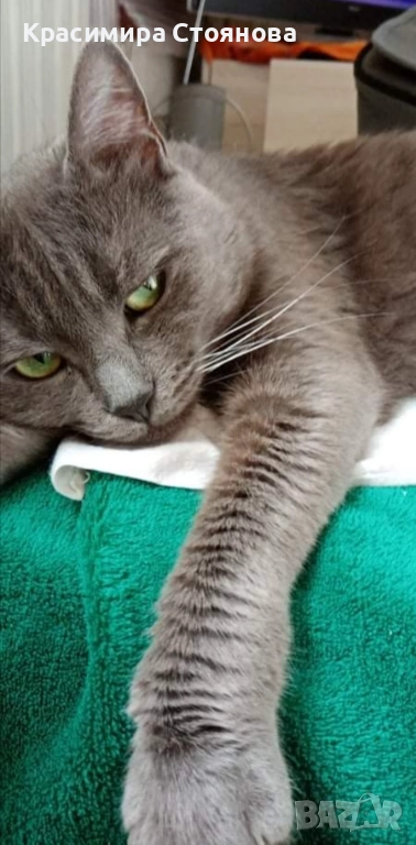 Търся руска синя котка , снимка 1