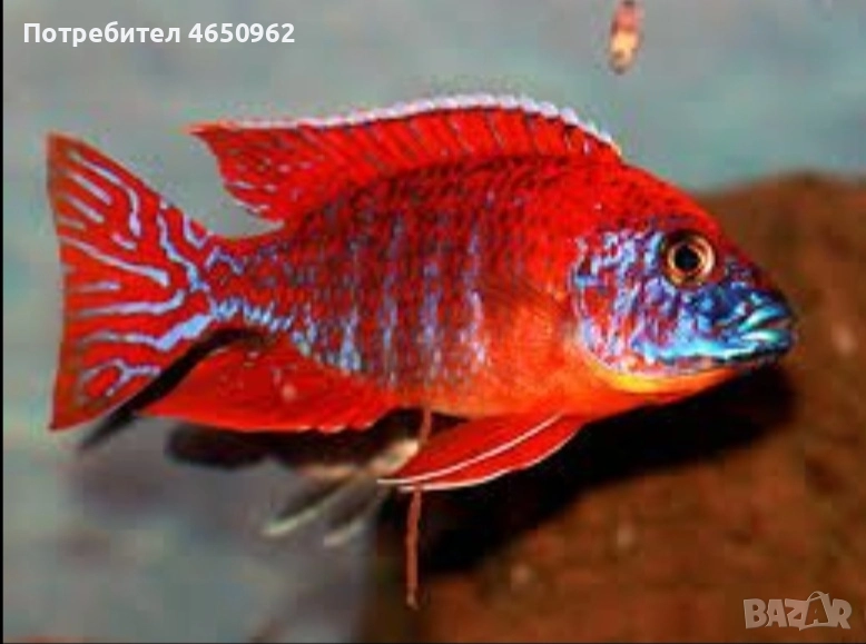 Аквариумни риби, африкански цихлиди от езерото Малави, снимка 1